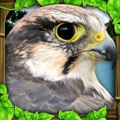 Falcon Simulator cover art