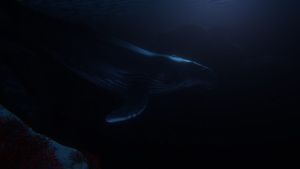 Beyond Blue screenshot 1