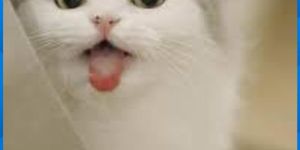 Meong Puzzel screenshot 3