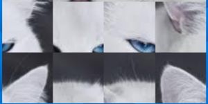 Meong Puzzel screenshot 4
